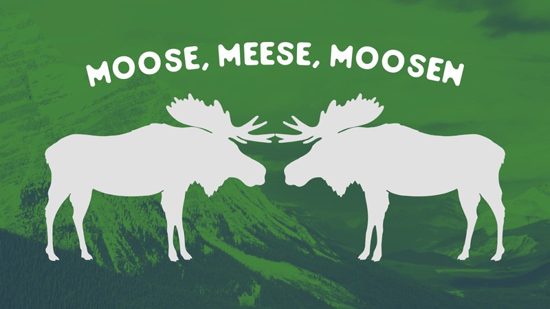 Moose Meese Moosen